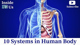 Human Organ Systems Anatomy  10 Systems in Human Body 3D Animation Video [upl. by Sager]