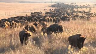 Tallgrass bison lured to roundup [upl. by Aicillyhp]