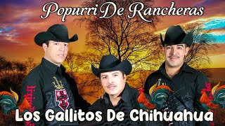 Popurri de Rancheras  Los Gallitos de Chihuahua Mis 2024  Las Mejores Canciones [upl. by Faux]