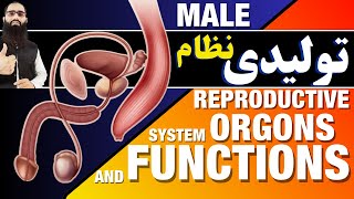 Spermatogenesis and Spermiogenesis Dr Adel Bondok [upl. by Omlesna]