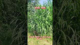 हाथीघास खिलाने से गाय देगी दोगुनी दूध Napier grassfarming Pennisetum purpureum agrishorts [upl. by Devonne]