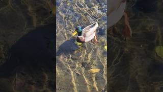 Mallard Swimming in Cheonggye Stream  Cheonggyecheon in Seoul South Korea [upl. by Neved256]