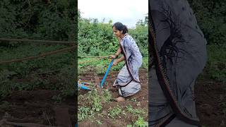 शेतकरी agri शेतकरी agriculture automobile song shetkari agrilife agricultur [upl. by Akins]