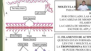 FISIOLOGÍA CONTRACCIÓN DEL MÚSCULO ESQUELÉTICO [upl. by Gayleen239]