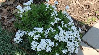 Candytuft Iberis sempervirens  Plant Identification [upl. by Marshall]