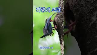 파랑새포란shorts Dollarbird [upl. by Narbig114]