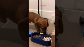 Hund überlistet Besitzer mit SCHOCKIERENDEN Futtertrick 🐶❤️🥣 [upl. by Octavla805]