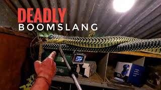 Boomslang in the tool shed [upl. by Ambrosius]