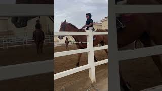 🐎🐎🐎 showjumping fypシ゚viral [upl. by Xeno]