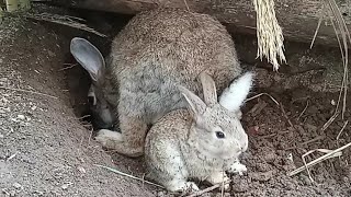 Conejas Amamantando Juntas En Un Nido  Lo Misterioso que nunca habías visto de LOS CONEJOS [upl. by Narah532]