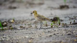 Pacific golden plover bird call song [upl. by Fiorenza]