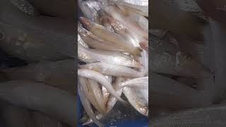 lady fish fishery fish seafood food [upl. by Tdnerb]