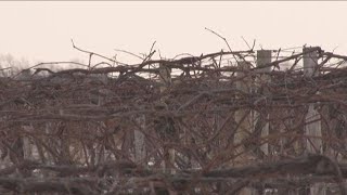 Checking Winter Wine Grapes [upl. by Verile]