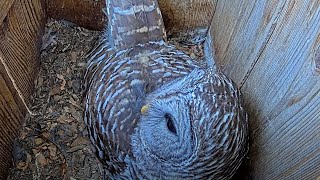 Barred Owls Blast quotWho Cooks For Youquot Calls Through The Forest – March 29 2024 [upl. by Yednil]