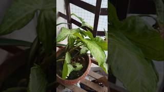 How to propagate Syngonium plantshortsvideo garden plants viralshorts viralvideo viral shorts [upl. by Ocir]