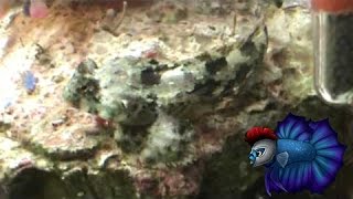 How to Care for and Keep Scooter Blenny [upl. by Lynnelle335]