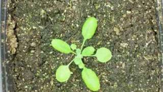 Arabidopsis Growth [upl. by Andert]