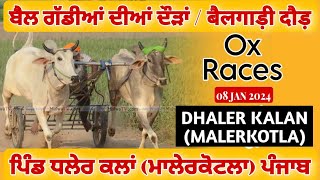 🔴Live Dhaler Kalan  Malerkotla  Punjab  ਬੈਲ ਗੱਡੀਆਂ ਦੀਆਂ ਦੌੜਾਂ  Ox Races  08 Jan 2024 [upl. by Randene]