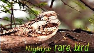 Nightjar bharatpurbirdsanctuary keoladeonationalpark rarebirds nightjar [upl. by Anitnatsnoc946]