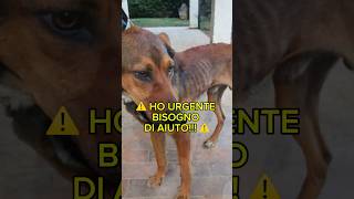 URGENTE Tyler Cerca Casa  😱 Splendido Dolce Giovanotto In Lombardia adotta shorts help [upl. by Ortensia]