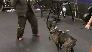 American Bandog Mastiff [upl. by Feriga]