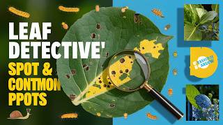 How to Control Common Garden Pests Using Leaf Signatures Easy Tips and Tricks [upl. by Reg]