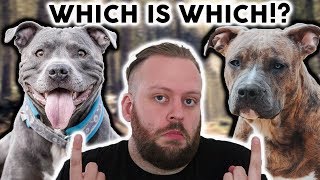 AMERICAN STAFFORDSHIRE TERRIER or STAFFORDSHIRE BULL TERRIER Whats The Difference [upl. by Rodama383]