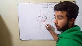 Opioids Mechanism of Action Urduhindi [upl. by Tapes294]