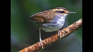 Bornean Stubtail  Urosphena whiteheadi [upl. by Blondie279]