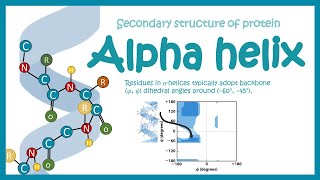 Alpha helix  secondary structure of protein [upl. by Daigle]