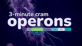 What are OPERONS AP® Biology  College Biology [upl. by Daly]