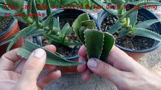 How to grow Aloe Vera from single leaf 100 root [upl. by Wallraff347]