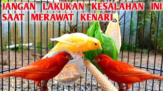 8 KESALAHAN MERAWAT BURUNG KENARI YANG SERING DILAKUKAN OLEH PEMULA [upl. by Malan]