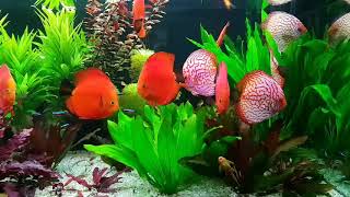 Planted Discus Tank with a great Collection of Pigeon Discus Thanks Ольга Андрейко [upl. by Ydnagrub]