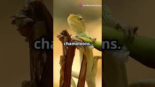 How Do Chameleons Change Color 🦎 [upl. by Kopaz]