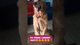 Dog training commands salutebestguarddog dogtraining funny guarddogbreeds labrador guardog [upl. by Sundberg]