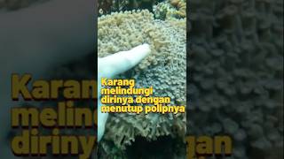 KARANG MELINDUNGI DIRINYA DENGAN MENUTUP POLIPNYA [upl. by Enomyar690]