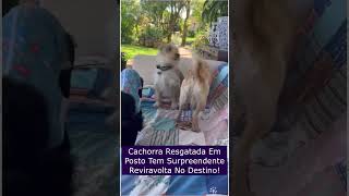 Cachorra Resgatada Em Posto Tem Surpreendente Reviravolta No Destino [upl. by Rheta]