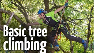 Simple amp safe tree climbing ascent technique [upl. by Lak]