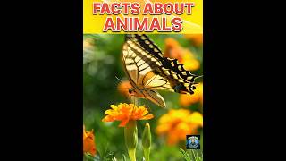 Mind Blowing Facts About Animals🤯 shorts facts [upl. by Aydin]