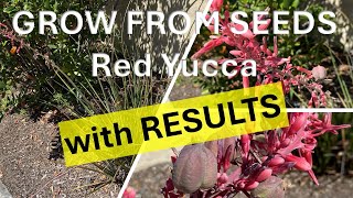 How to Grow Red Yucca from Seeds with RESULTS Hesperaloe parviflora Hummingbird Yucca [upl. by Namsaj]