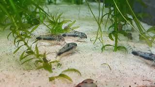 Corydoras habrosus [upl. by Yetac]