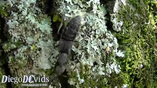 Renda sp Staphylinidae  xantholinini rove beetle  Discovering species Besouro [upl. by Rutherfurd]