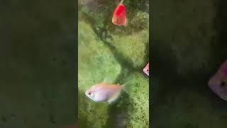 fish aquarius relaxing nature travel nature tumhi dekho na [upl. by Kelvin]