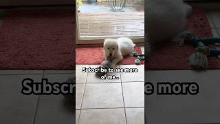 Maremma Puppy Play🐶 [upl. by Arihsa659]