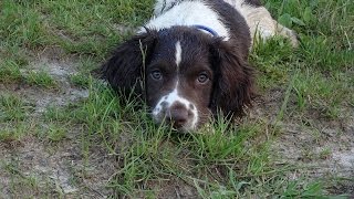 Buster  Springer Spaniel Puppy  4 Weeks Residential Dog Training [upl. by Regan]