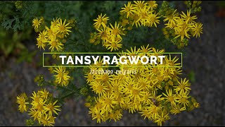 Tansy Ragwort [upl. by Ardnohsal517]