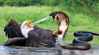 Eagle Vs Snake Eagle Fights Hard When Encountering The Most Poisonous Snake And What Happens [upl. by Somerset]