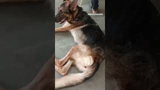 German shepherd having problems of vision emaciation [upl. by Leilamag69]