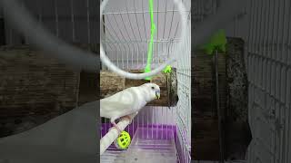 Le encanta jugar así 🤪 budgies bird viralvideo [upl. by Arno171]